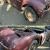Austin Healey 100-6 1959, complete car, engine turns, project. Priced to sell!