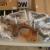 1986 Chevrolet 86 CHEVY- SQUARE BODY-PROJECT