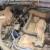 NISSAN DATSUN Kingcab x 2 utes ,4wd petrols , plenty of spares go with them .