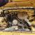 NISSAN DATSUN Kingcab x 2 utes ,4wd petrols , plenty of spares go with them .