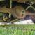 1965 Ford Mustang 1 Owner 289 C4