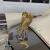 1986 Ford Zimmer -GOLDEN SPIRIT - LIKE NEW CONDITION - LOW MILES -