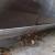 Chrysler : Imperial conv