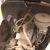 1941 Willys Sedan Americar Complete Should Run Barn FInd Restorable  Car