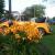 2800 miles, brand new condition, Yellow, classic convertable,